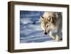 USA, Minnesota, Sandstone. Wolf walking in the snow-Hollice Looney-Framed Photographic Print