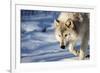 USA, Minnesota, Sandstone. Wolf walking in the snow-Hollice Looney-Framed Premium Photographic Print