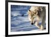 USA, Minnesota, Sandstone. Wolf walking in the snow-Hollice Looney-Framed Premium Photographic Print