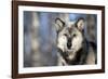 Usa, Minnesota, Sandstone, wolf with a snowy chin-Hollice Looney-Framed Photographic Print