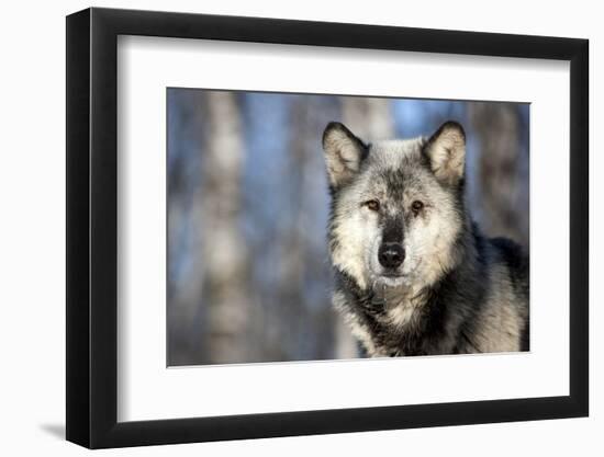 Usa, Minnesota, Sandstone, wolf with a snowy chin-Hollice Looney-Framed Photographic Print