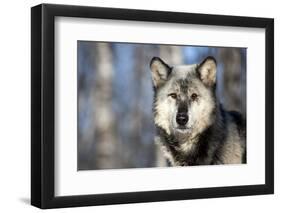 Usa, Minnesota, Sandstone, wolf with a snowy chin-Hollice Looney-Framed Photographic Print