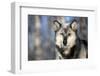 Usa, Minnesota, Sandstone, wolf with a snowy chin-Hollice Looney-Framed Photographic Print