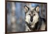 Usa, Minnesota, Sandstone, wolf with a snowy chin-Hollice Looney-Framed Photographic Print