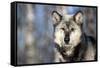 Usa, Minnesota, Sandstone, wolf with a snowy chin-Hollice Looney-Framed Stretched Canvas