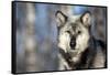 Usa, Minnesota, Sandstone, wolf with a snowy chin-Hollice Looney-Framed Stretched Canvas