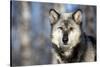 Usa, Minnesota, Sandstone, wolf with a snowy chin-Hollice Looney-Stretched Canvas