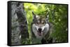 USA, Minnesota, Sandstone, Wolf-Hollice Looney-Framed Stretched Canvas