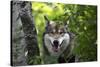 USA, Minnesota, Sandstone, Wolf-Hollice Looney-Stretched Canvas