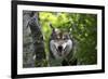 USA, Minnesota, Sandstone, Wolf-Hollice Looney-Framed Photographic Print