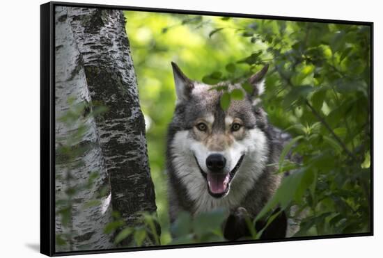 USA, Minnesota, Sandstone, Wolf-Hollice Looney-Framed Stretched Canvas