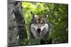 USA, Minnesota, Sandstone, Wolf-Hollice Looney-Mounted Photographic Print