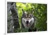 USA, Minnesota, Sandstone, Wolf-Hollice Looney-Framed Photographic Print