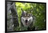 USA, Minnesota, Sandstone, Wolf-Hollice Looney-Framed Photographic Print