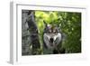 USA, Minnesota, Sandstone, Wolf-Hollice Looney-Framed Photographic Print