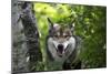 USA, Minnesota, Sandstone, Wolf-Hollice Looney-Mounted Photographic Print