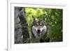 USA, Minnesota, Sandstone, Wolf-Hollice Looney-Framed Premium Photographic Print