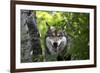 USA, Minnesota, Sandstone, Wolf-Hollice Looney-Framed Premium Photographic Print