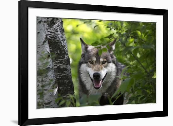 USA, Minnesota, Sandstone, Wolf-Hollice Looney-Framed Premium Photographic Print