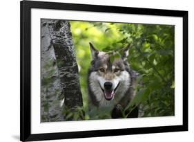 USA, Minnesota, Sandstone, Wolf-Hollice Looney-Framed Premium Photographic Print