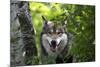 USA, Minnesota, Sandstone, Wolf-Hollice Looney-Mounted Premium Photographic Print