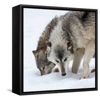 Usa, Minnesota, Sandstone, wolves digging in the snow-Hollice Looney-Framed Stretched Canvas