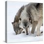 Usa, Minnesota, Sandstone, wolves digging in the snow-Hollice Looney-Stretched Canvas