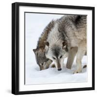 Usa, Minnesota, Sandstone, wolves digging in the snow-Hollice Looney-Framed Photographic Print