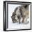 Usa, Minnesota, Sandstone, wolves digging in the snow-Hollice Looney-Framed Photographic Print