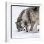 Usa, Minnesota, Sandstone, wolves digging in the snow-Hollice Looney-Framed Photographic Print