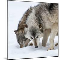Usa, Minnesota, Sandstone, wolves digging in the snow-Hollice Looney-Mounted Photographic Print