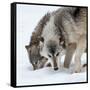 Usa, Minnesota, Sandstone, wolves digging in the snow-Hollice Looney-Framed Stretched Canvas