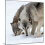 Usa, Minnesota, Sandstone, wolves digging in the snow-Hollice Looney-Mounted Photographic Print