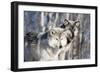 USA, Minnesota, Sandstone. Wolves watching-Hollice Looney-Framed Photographic Print