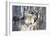 USA, Minnesota, Sandstone. Wolves watching-Hollice Looney-Framed Photographic Print