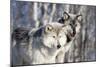 USA, Minnesota, Sandstone. Wolves watching-Hollice Looney-Mounted Photographic Print