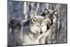 USA, Minnesota, Sandstone. Wolves watching-Hollice Looney-Mounted Photographic Print