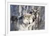 USA, Minnesota, Sandstone. Wolves watching-Hollice Looney-Framed Photographic Print