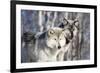 USA, Minnesota, Sandstone. Wolves watching-Hollice Looney-Framed Photographic Print