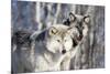 USA, Minnesota, Sandstone. Wolves watching-Hollice Looney-Mounted Photographic Print