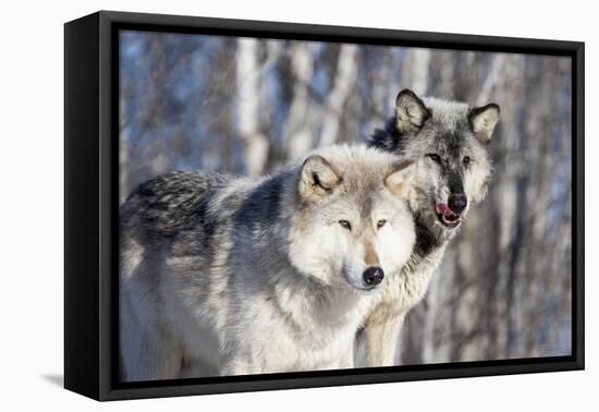 USA, Minnesota, Sandstone. Wolves watching-Hollice Looney-Framed Stretched Canvas