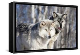 USA, Minnesota, Sandstone. Wolves watching-Hollice Looney-Framed Stretched Canvas