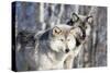USA, Minnesota, Sandstone. Wolves watching-Hollice Looney-Stretched Canvas
