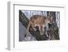 USA, Minnesota, Sandstone. young cougar playing in the tree-Hollice Looney-Framed Photographic Print