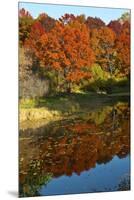 USA, Minnesota, Sunfish Lake, Fall Color Reflected in Pond-Bernard Friel-Mounted Premium Photographic Print