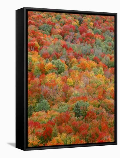 USA, Minnesota, Superior National Forest, Autumn Adds Color to Northern Hardwood Forests-John Barger-Framed Stretched Canvas