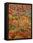 USA, Minnesota, Superior National Forest, Autumn Adds Color to Northern Hardwood Forests-John Barger-Framed Stretched Canvas