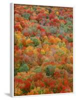 USA, Minnesota, Superior National Forest, Autumn Adds Color to Northern Hardwood Forests-John Barger-Framed Photographic Print