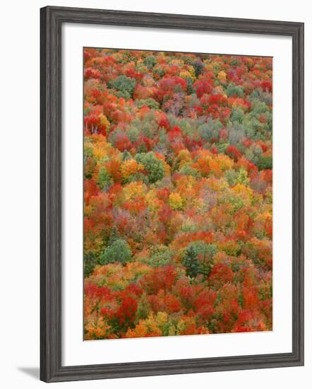 USA, Minnesota, Superior National Forest, Autumn Adds Color to Northern Hardwood Forests-John Barger-Framed Photographic Print