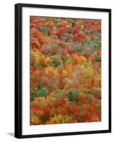 USA, Minnesota, Superior National Forest, Autumn Adds Color to Northern Hardwood Forests-John Barger-Framed Photographic Print